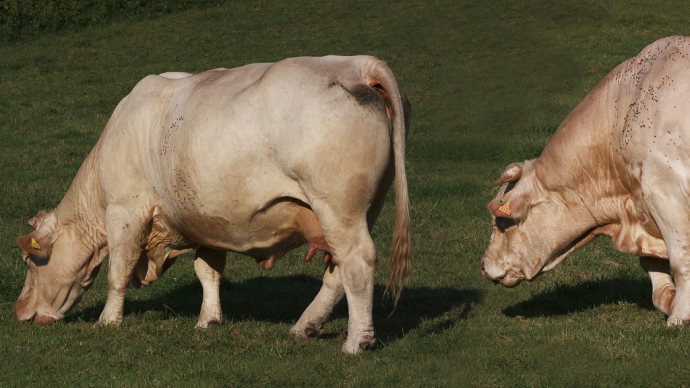 fiches_Vaches_reproduction_charolais-1