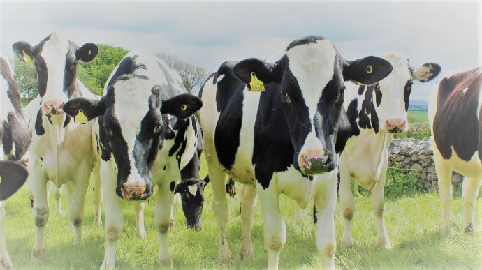 fiches_holstein-cattle-g092f0c017_1920-1