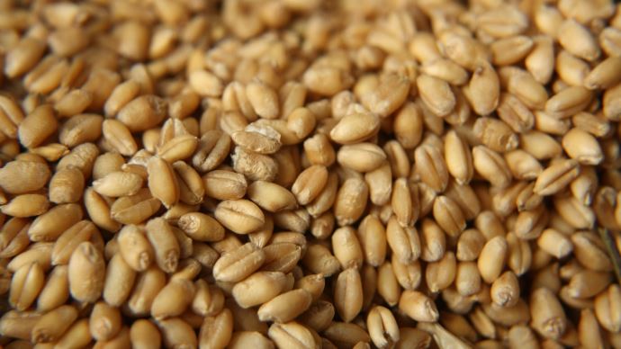 fiches_seed-g604f68d57_1920-1