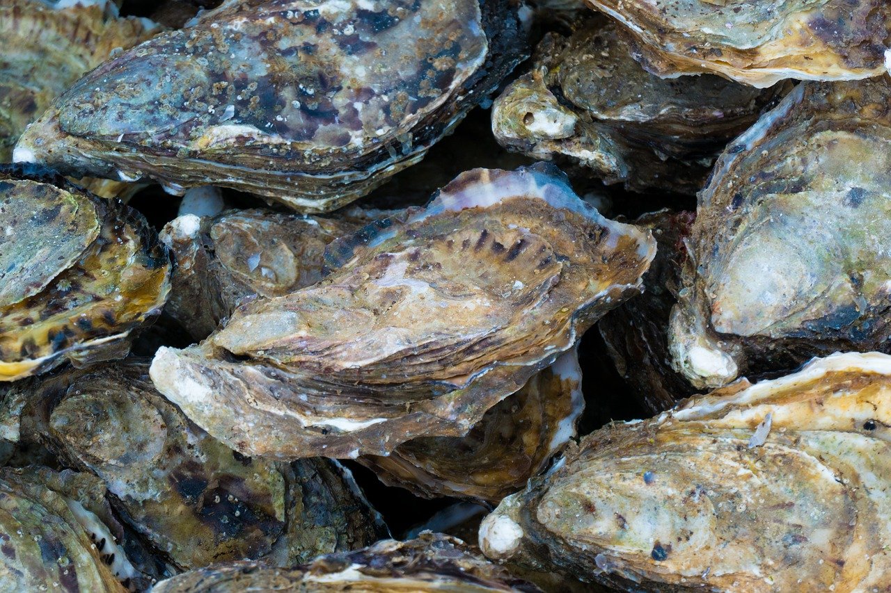 oysters-4747796_1280