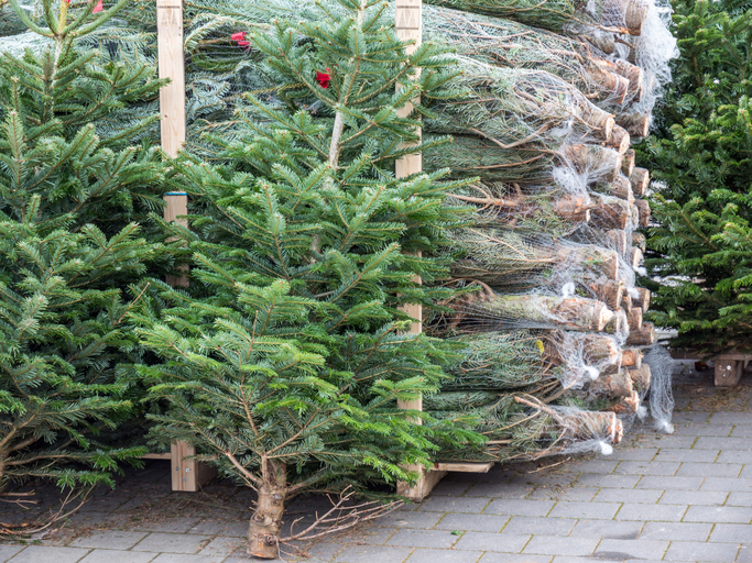 Christmas tree sale at the Christmas market