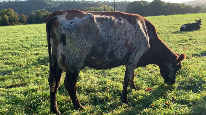 fiches_Croisee_Normande_Jersiaise_Holstein