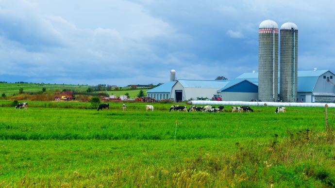 Vache Quebec Radio prairies - Au Québec, le pâturage est réservé aux vaches ...