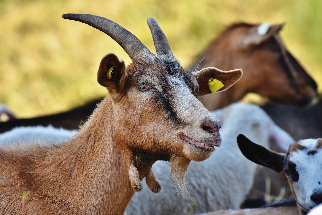 goat-gb22079312_1280