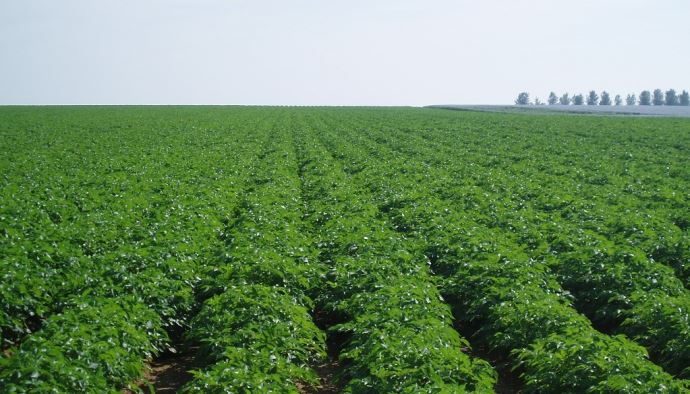 fiches_Champ_de_pommes_de_terre