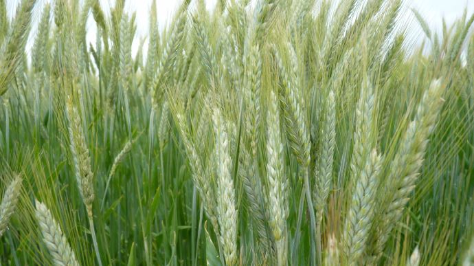 fiches_Triticale_688