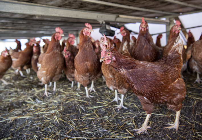 Cull hens in a stable with straw on an earth floor, roof overhead