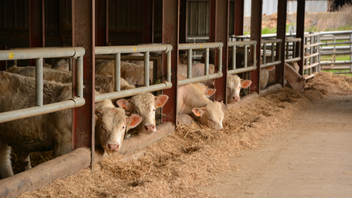 fiches_Engraissement_ensilage_de_mais_brin_long-1