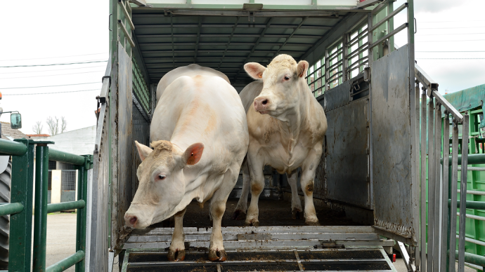 fiches_Transport_bovins_vente_directe-1