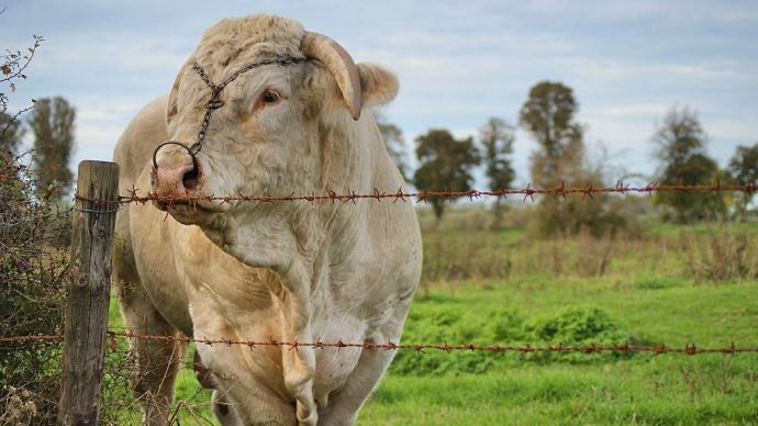 fiches_bull-g4c66615a9_1920-1
