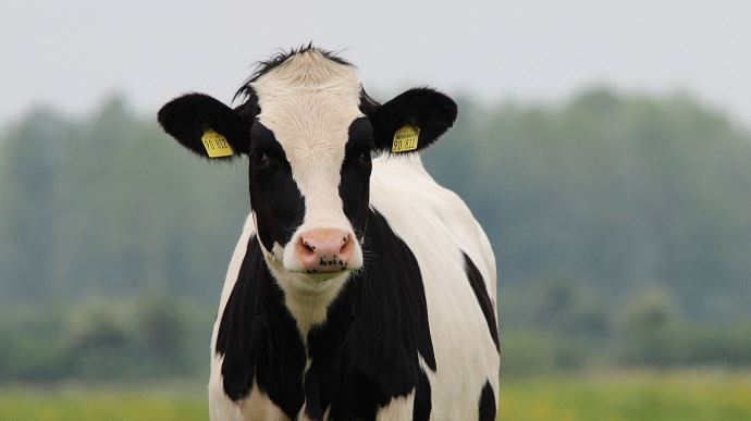 fiches_cow-gdbeba080c_1920-1