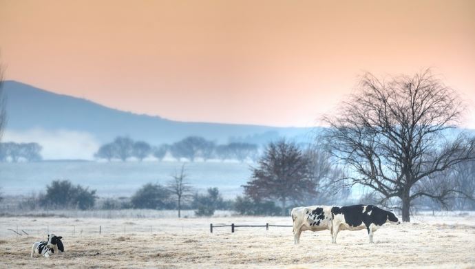 fiches_paturage_holstein-hiver-1