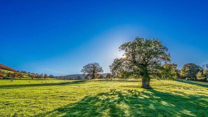 fiches_prairie-arbre