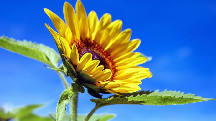 fiches_sunflower-gfbb84a477_1920