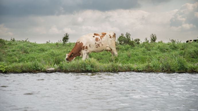 fiches_vache-etang-1