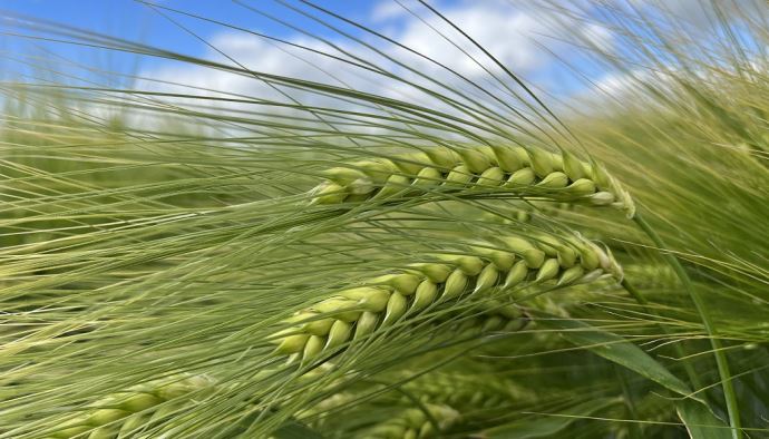fiches_Nouvelle_orge_a_6_rangs_dhiver_brassicole_Torrentiel