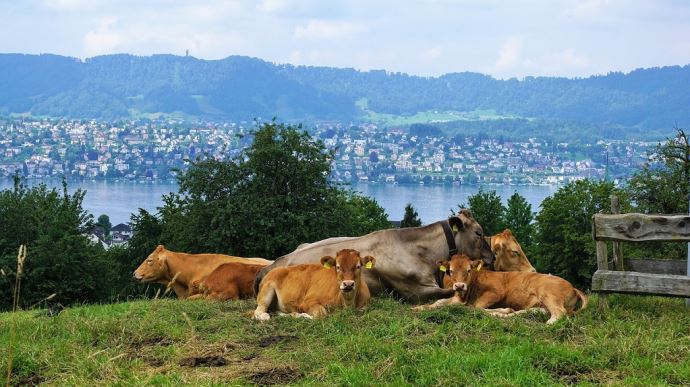 fiches_agritourisme-vaches-1
