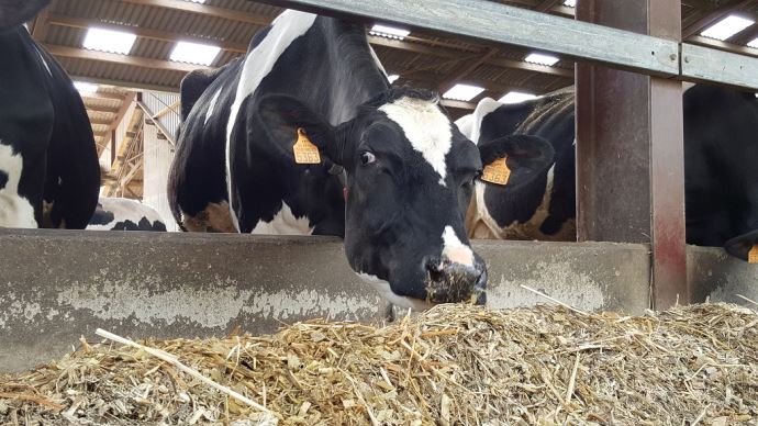 fiches_vache-laitiere-1