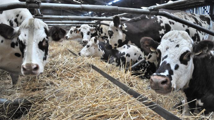 fiches_vaches-normande-1