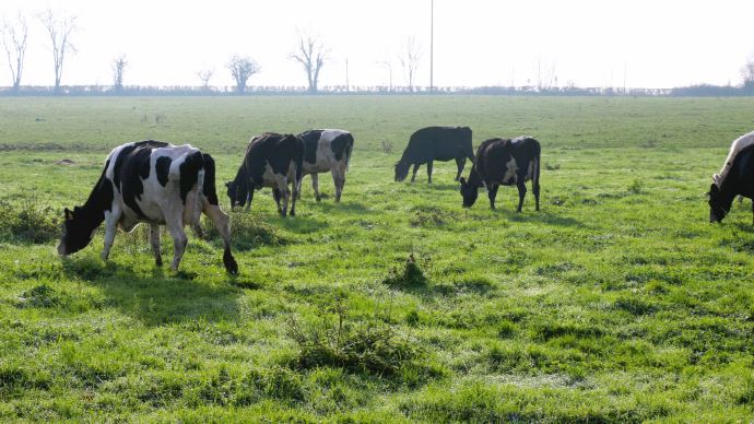 fiches_vaches-laitieres-1