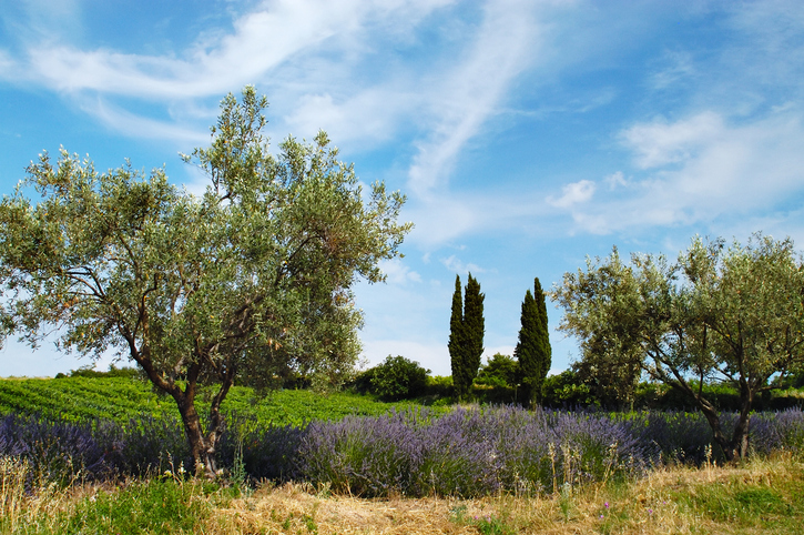 Provence - France