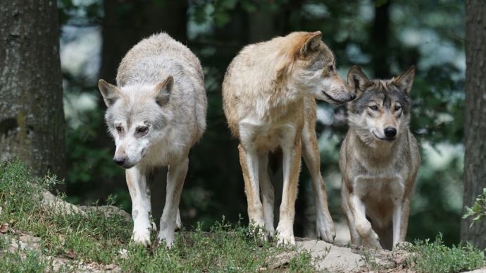 fiches_Meute_de_loups-1