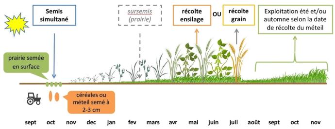 fiches_semis-prairie-sous-couvert