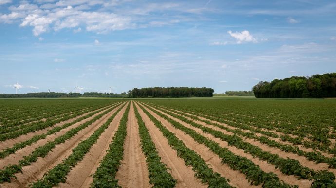 fiches_Pommes_de_terre_pdt_Normandie_Eure_-_Credit_photo___Nadege_PETIT_agri_zoom