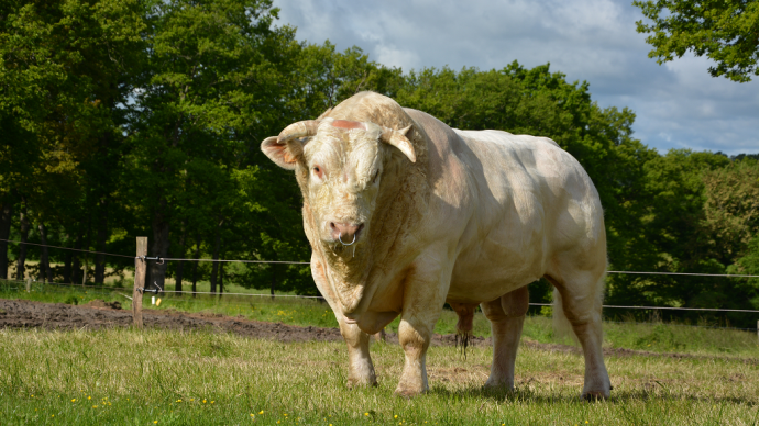 fiches_Taureau_Charolais-1