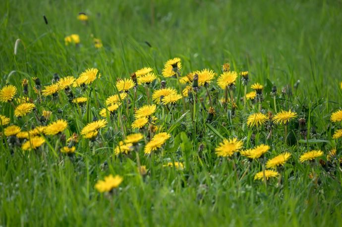 fiches_dandelion-gbf187df33_1280-1