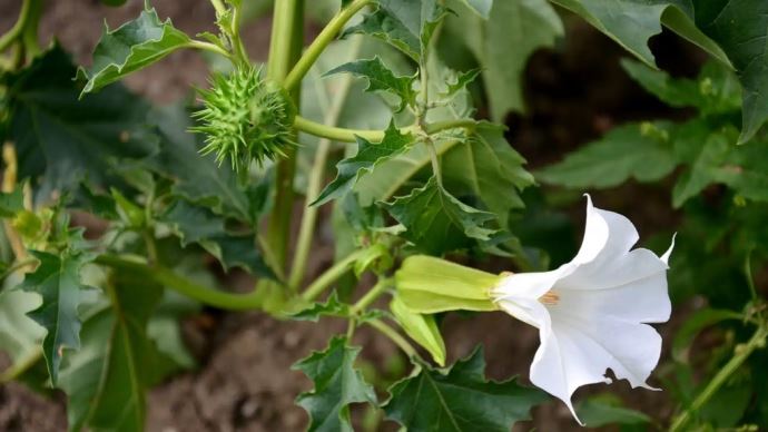 fiches_datura-1