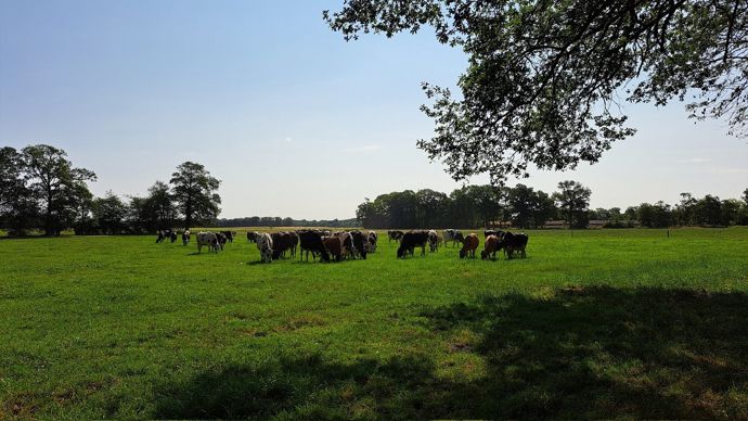 Herbe