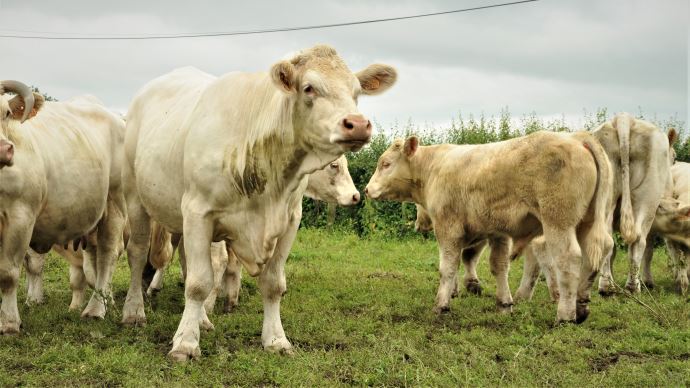 fiches_Charolais_25000-1