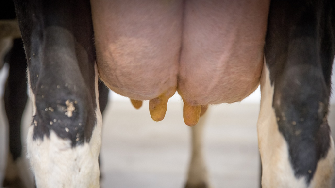 fiches_Mamelle_vache_laitiere_tarissement-1