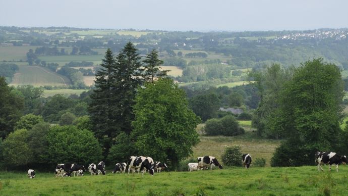 fiches_Paturage_vaches_laitieres