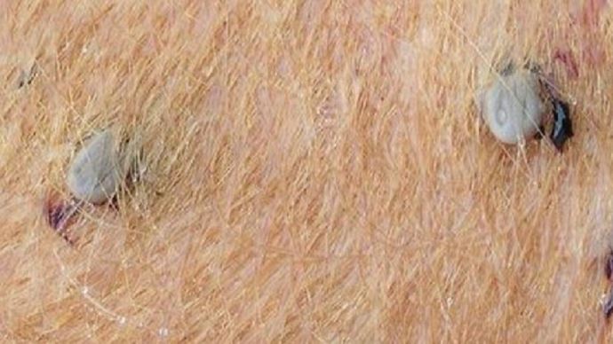 fiches_fiches_tiques-bovins