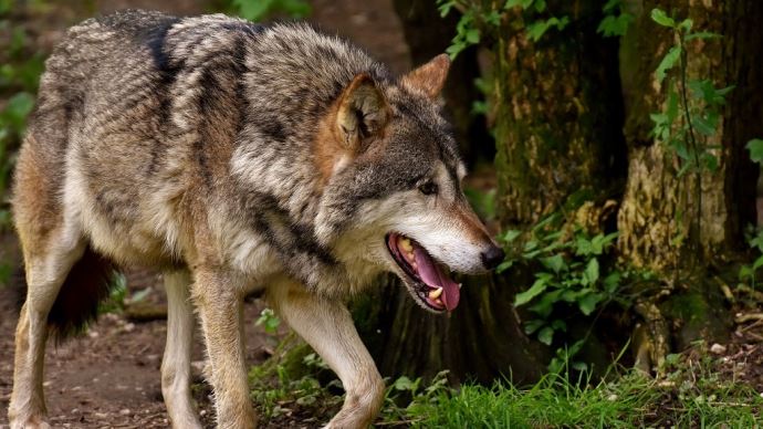fiches_wolf-g346e4a6fd_1280-1