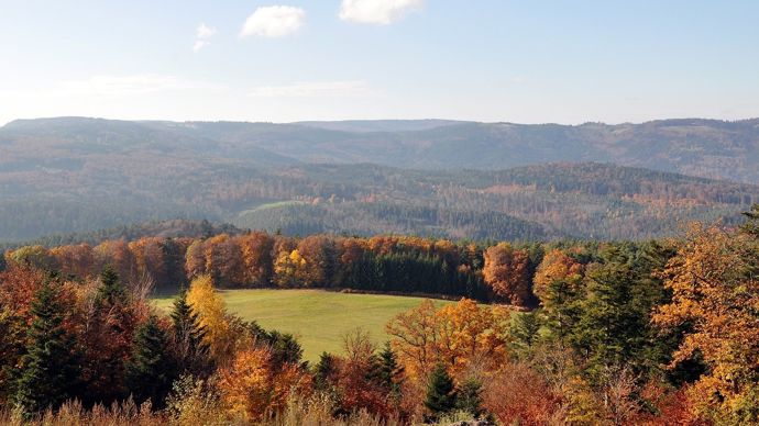 13f356bb-5-sur-10-ans-8-a-10-milliards-d-necessaires-pour-renouveler-les-forets