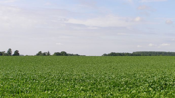 85e745df-f-prives-de-nni-les-betteraviers-tatonnent-a-la-recherche-d-alternatives