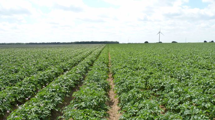 e622a6a3-6-5-millions-d-euros-d-aide-pour-les-producteurs-de-pomme-de-terre-feculiere