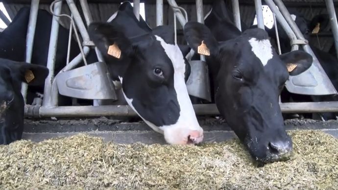 ration-vaches-laitieres-bio