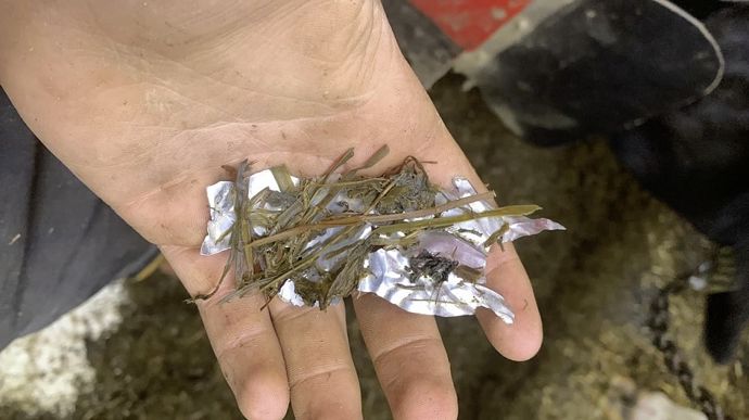 Canetteensilage