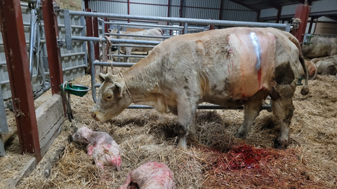 CEsariennecharolais-480x270-1