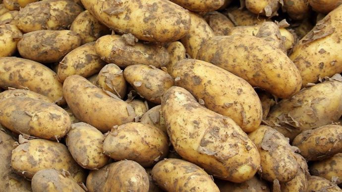 Pommesdeterre