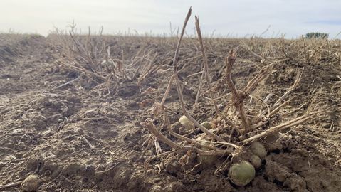 Potatoes_Forever5-480x270-1