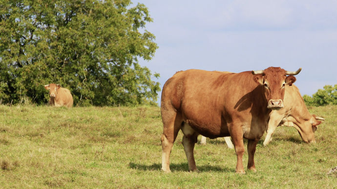 Race-bovine-francaise