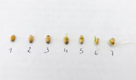 Stadesdegerminationdesgrainsdeble-480x270-1