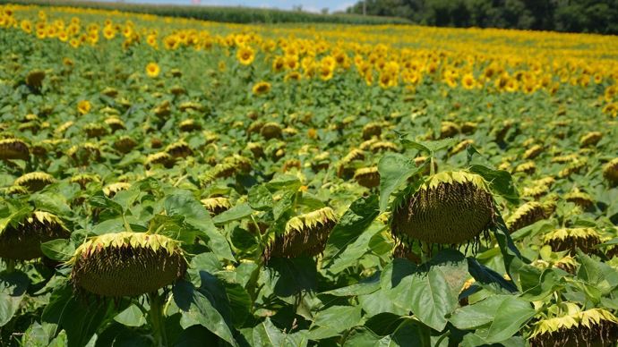 Tournesol