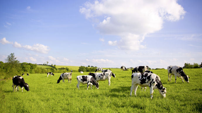 Troupeau-de-vaches-laitieres-francaises
