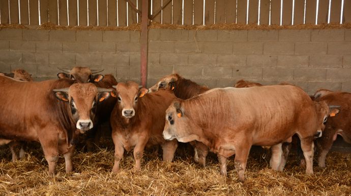 ae753d5e-c-mhe-les-eleveurs-bovins-face-a-une-nouvelle-menace-sanitaire